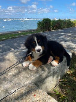 Bernese Mountain dog puppy on a leash